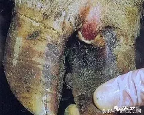 猪肺煮熟里面切开有黑块,解剖猪肺一边红一边黑