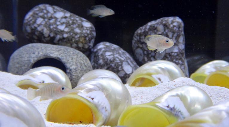 三湖慈鲷坦湖之美活体热带观赏鱼,常见的三湖小型鲷鱼有哪些