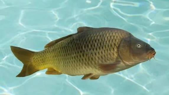 南北有别完整版,南北有别免费阅读