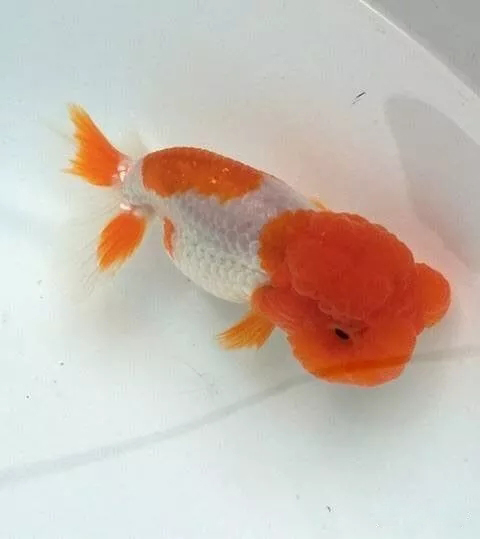 什么样的狮子头金鱼是精品,金鱼中的虎头和狮子头有什么区别