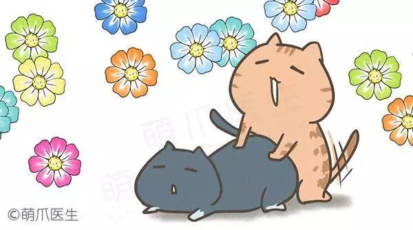 怎样让猫咪快速生宝宝,怎样有助于猫咪生孩子