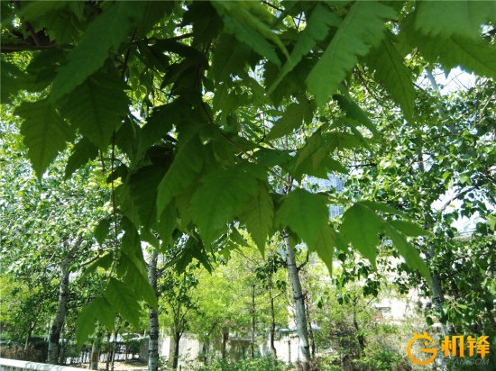 ivvi评测,ivvii3参数