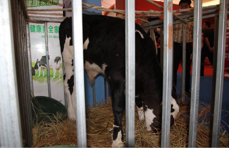 食博会人气爆棚,食博会怎么参展