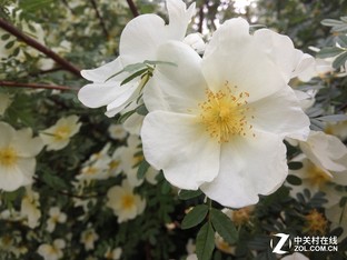 红米note3全网通拍照样张,魅蓝note3对比iphone6