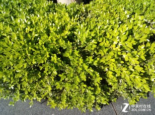 红米note3全网通拍照样张,魅蓝note3对比iphone6