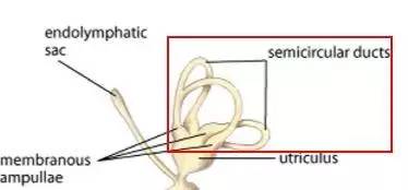 天天和猫咪相处会得病吗,猫狗最怕的三件事
