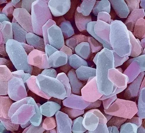 天天和猫咪相处会得病吗,猫狗最怕的三件事