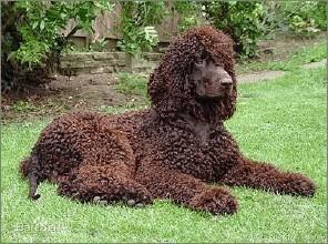 爱尔兰水猎犬好养吗,爱尔兰水猎犬的详细资料