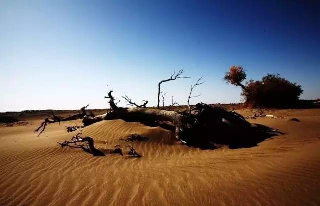 每日音乐心情,世界地球环境日音乐