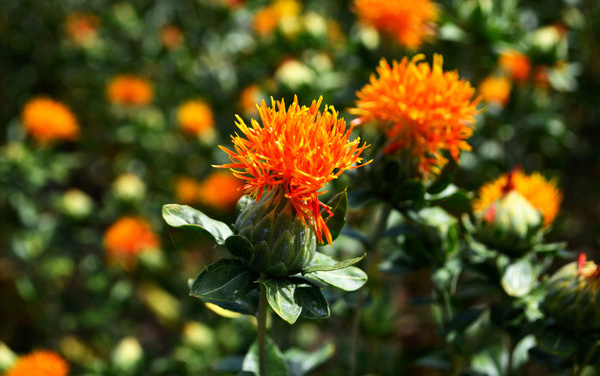 紧张害怕焦虑恐惧中医怎么调理,月经时间长中医调理