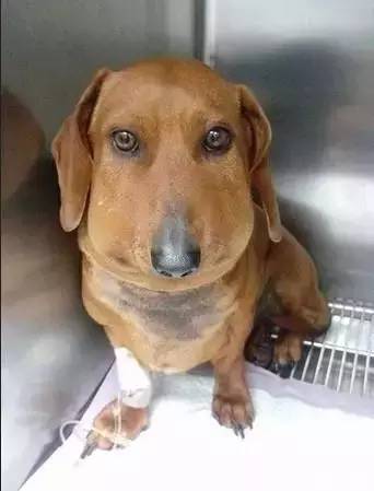 被蜜蜂蛰了的狗狗让人心疼又好笑,最近网上爆火的被蜜蜂蛰了的狗狗