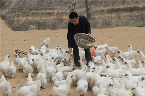 不枉青春走一回　——记安塞县招安镇九台村第一书记张修权