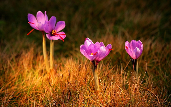 紧张害怕焦虑恐惧中医怎么调理,月经时间长中医调理