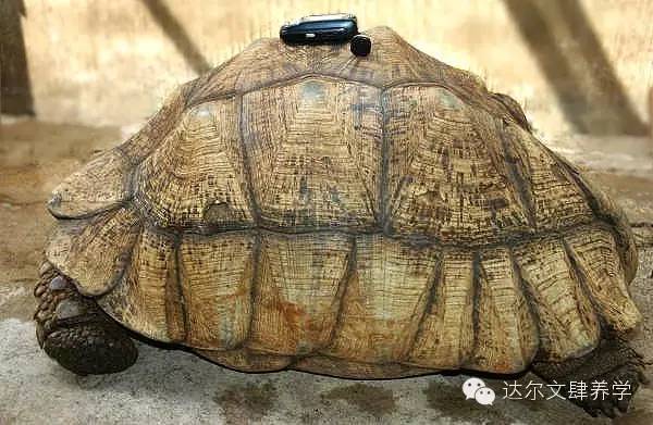 达尔文的象龟,达尔文进化岛最终进化形态