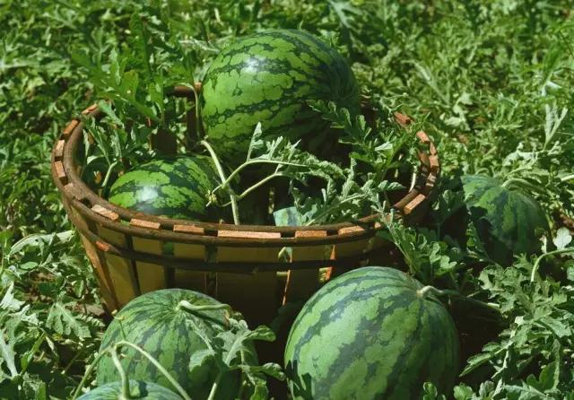 五一假期快来农业园摘蓝莓,五一快来摘草莓了