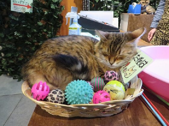 令人不禁着迷的豹纹魅力！日本首间“豹猫咖啡厅”人气开张