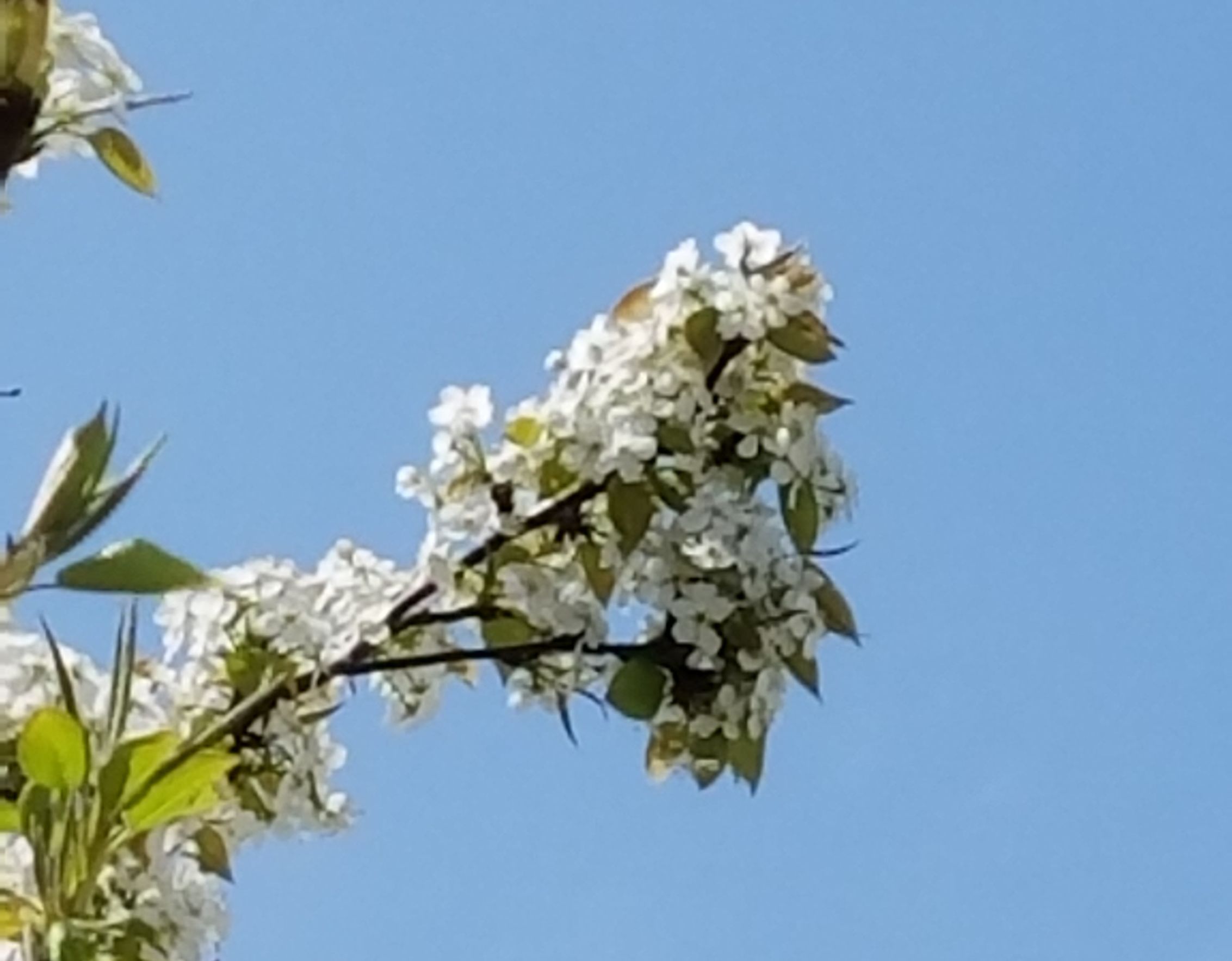 三星s7对比5s,三星s7e和note7