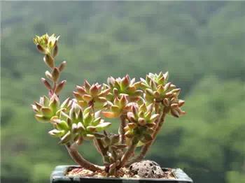 红梅多肉悬崖桩老桩,多肉老桩怎么养