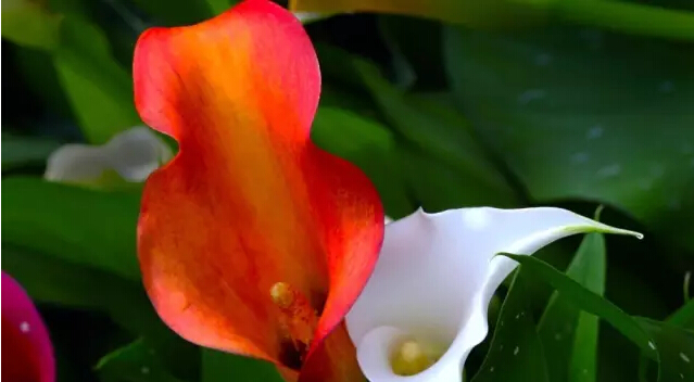 彩色马蹄莲花语象征与寓意,马蹄莲花语象征与寓意