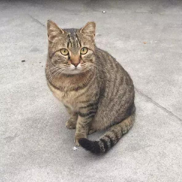 上海领养猫公益,上海领养狗狗店