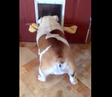 可爱法国斗牛犬,斗牛犬为什么咬东西不松口