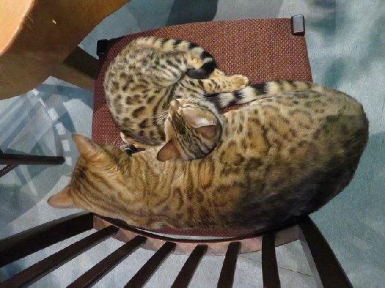 令人不禁着迷的豹纹魅力！日本首间“豹猫咖啡厅”人气开张