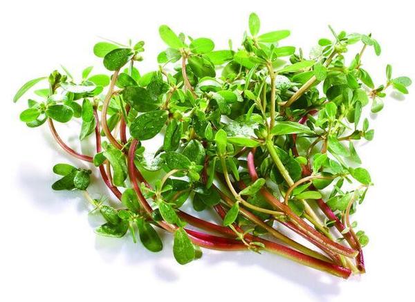 孕妈稍微吃点东西肚子胀的原因,孕妇肚子疼可以吃点儿什么