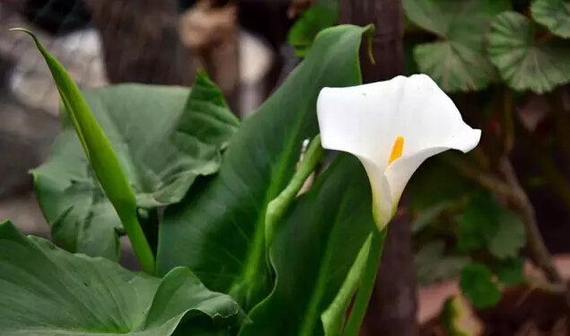 彩色马蹄莲花语象征与寓意,马蹄莲花语象征与寓意