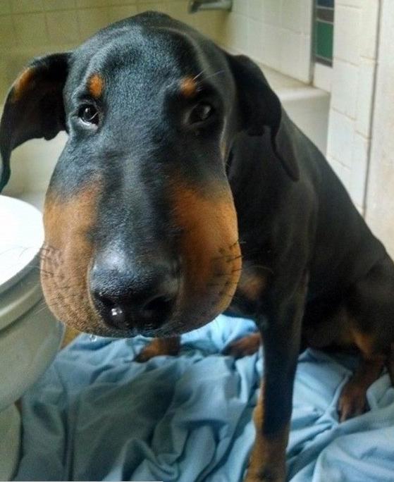 被蜜蜂蛰了的狗狗让人心疼又好笑,最近网上爆火的被蜜蜂蛰了的狗狗