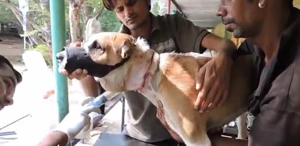 狗狗头上长大脓包是怎么回事,狗狗头部水肿它会自然好吗