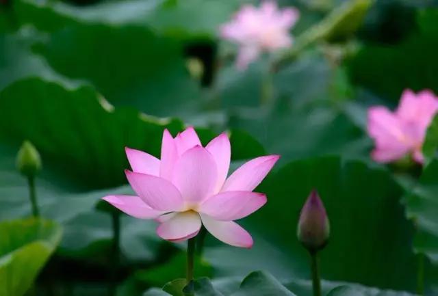 深圳最美的看海公园,深圳最美湖泊公园