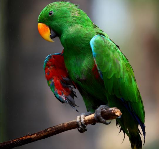 鹦鹉养殖疾病防治大全