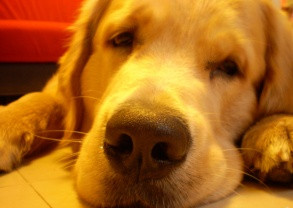 金毛犬犬类智商排名,犬类智商前二十排名