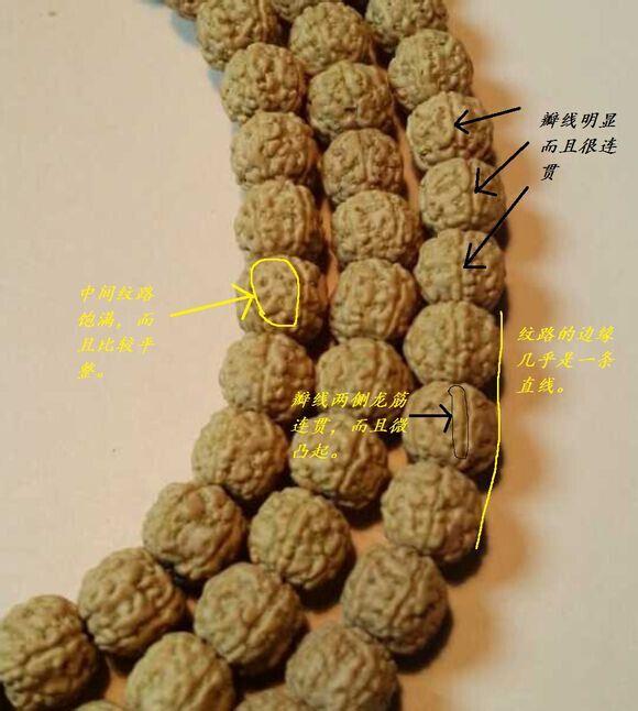 金刚菩提有几种品种图片,金刚菩提顶级品种