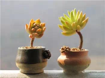 红梅多肉悬崖桩老桩,多肉老桩怎么养