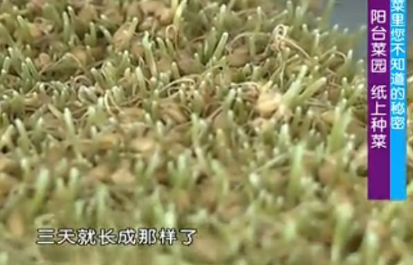 纸上种菜可以种向日葵吗,种菜小窍门两张纸就搞定