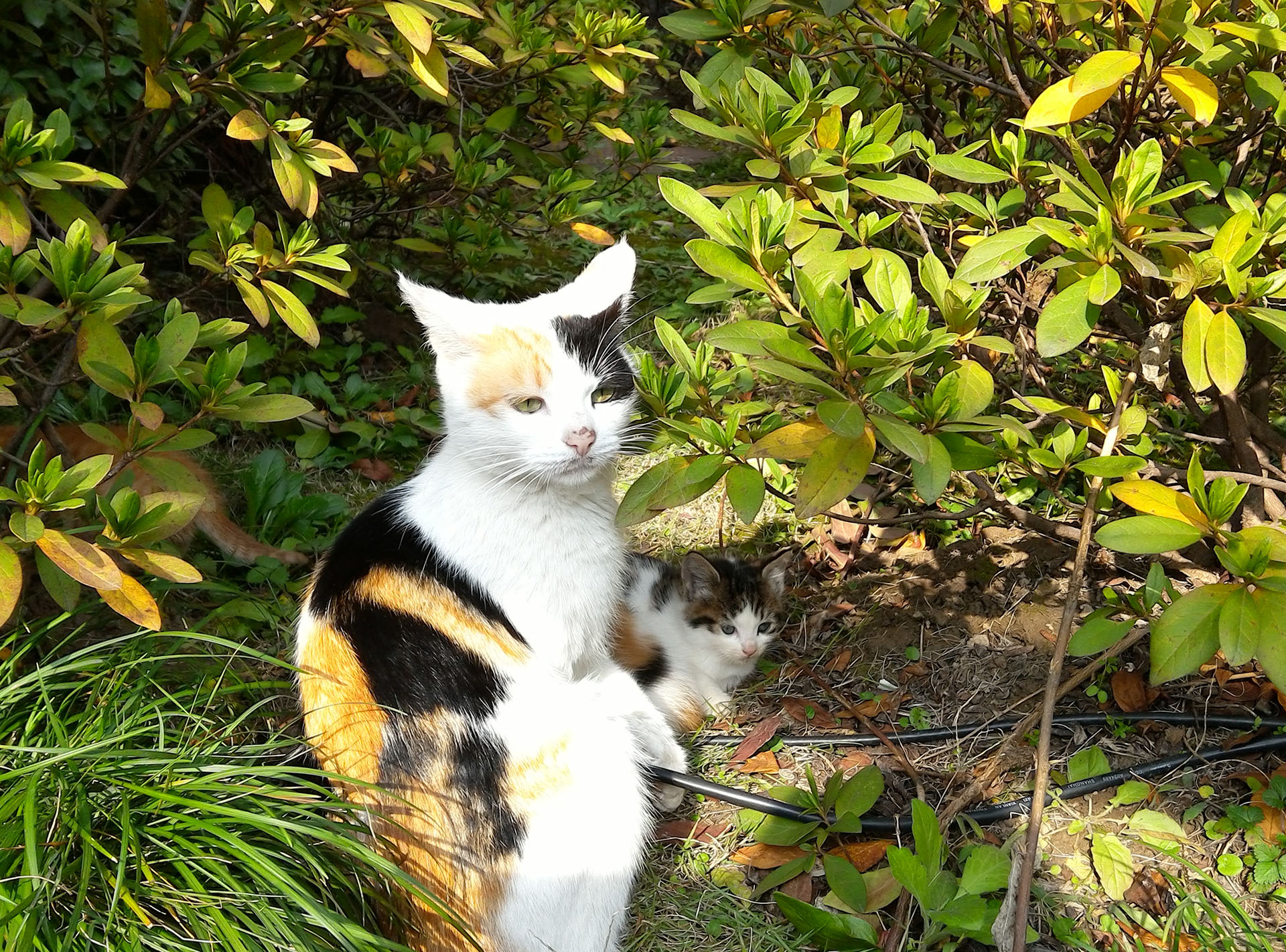 联想yogatab,联想平板yogatab3plus