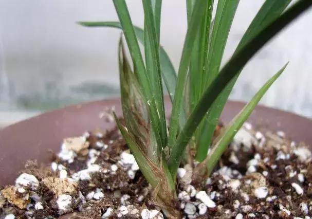 春兰四大天王品种,春兰四大天王的香气