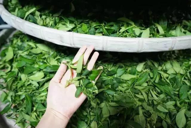 奈雪新店西安,奈雪新店开业9元一杯