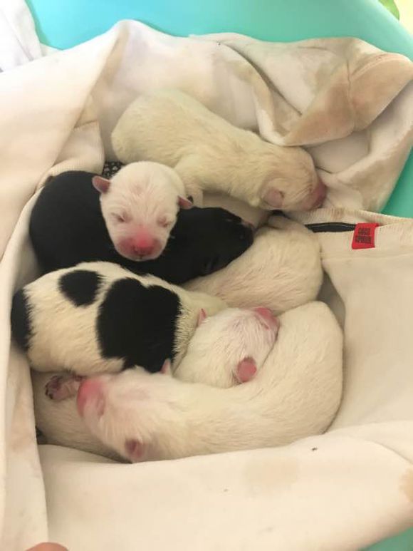 网友拍到一只萨摩耶,网友晒自家狗子