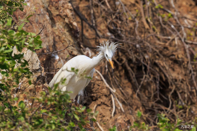 家乡之美美篇,家乡之美原唱完整版