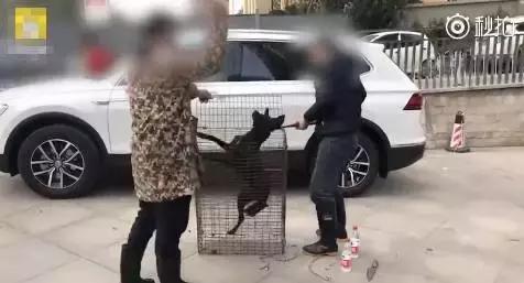 当街杀狗滴血祭新车，网友气炸！