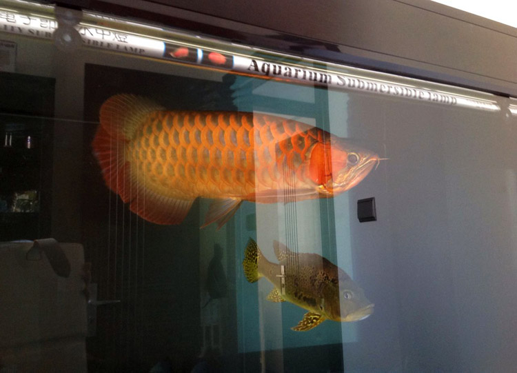 金龙鱼红龙鱼混养灯光颜色及摆放,金龙鱼观赏鱼饲养方法