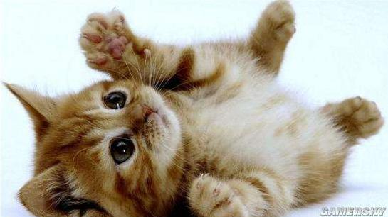 猫咪腹泻屁股红肿突出怎么办,猫咪腹泻快速解决方法