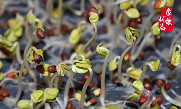 蔬食主义健康生活方式新选择,轻食主义健康饮食成年轻人新追求