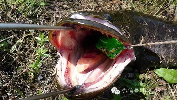 闆疯洐瑁呭閫夋嫨,缁忓吀鏁欏闆峰己瑁呭绡囦箣闆疯洐绯诲垪