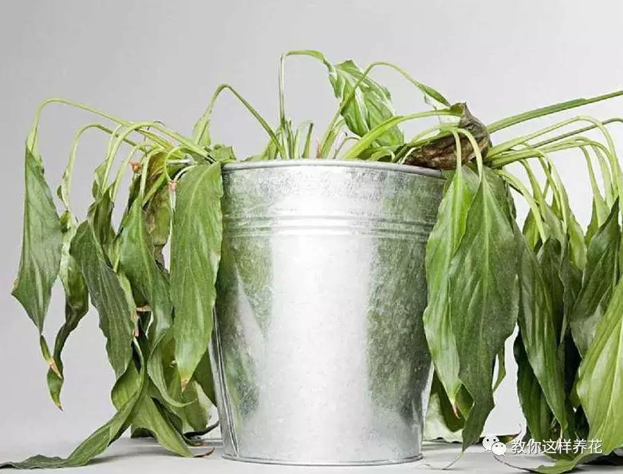 家里种的花卉都黄叶了怎么办,花卉绿叶萎蔫是啥原因如何救