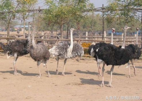 养殖“大笨鸟”，敲开致富门，80后回老家创业成为新一代农场主