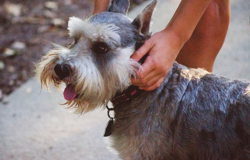 犬种百科之雪纳瑞,犬种解说雪纳瑞