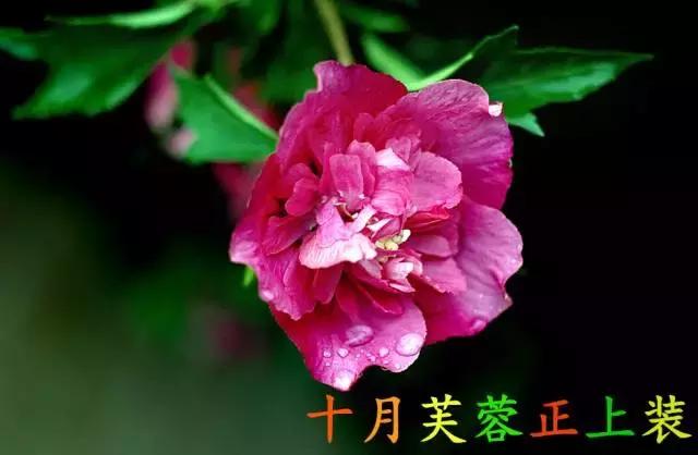 2021绝版绝美挂历,2018精美挂历有吗